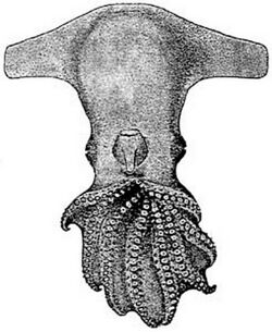 Cirroctopus mawsoni Vent.jpg