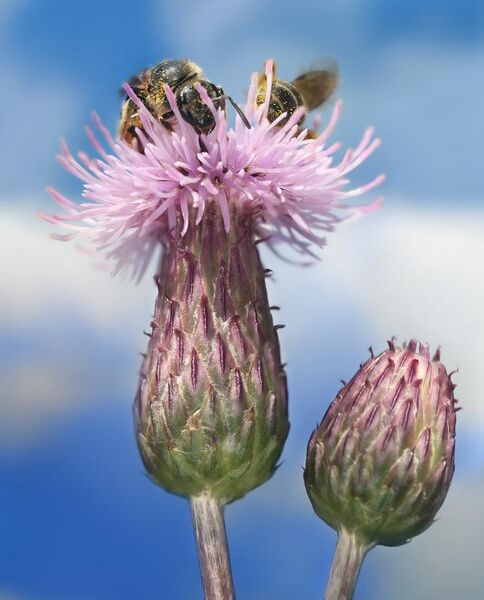 File:Cirsium arvense with Bees Richard Bartz.jpg