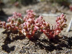 Cistanthe rosea.jpg