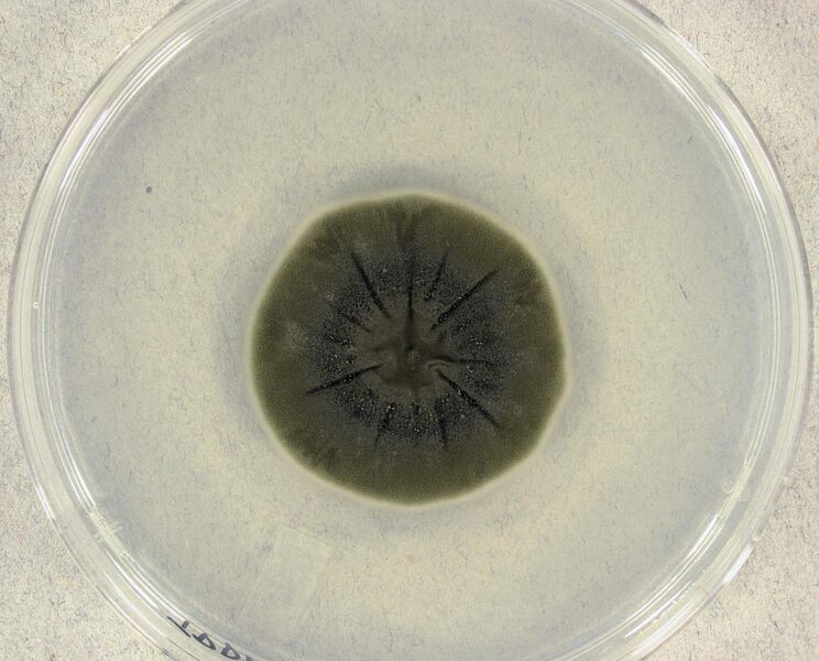File:Cladosporium sphaerospermum colony.jpg