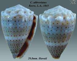 Conus abbreviatus 1.jpg
