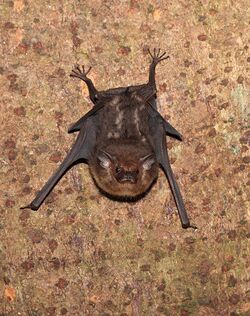 Costa-Rica-Bat-IMG 8315.jpg