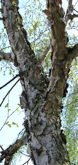 Creamy Bark Birch (Betula costata).PNG