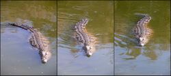 Three images of a crocodile in the water at different stages of swimming sequence as it propels itself with its tail