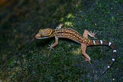 Cyrtodactylus oldhami, Oldham's bow-fingered gecko.jpg