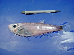 Deepsea herring ( Bathyclupea argentea ).jpg