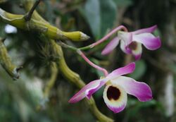 Dendrobium nobile 1.jpg
