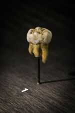 Replica of the molar of Denisova. Part of the roots was destroyed to study the mtDNA. Their size and shape indicate it is neither neanderthal nor sapiens.