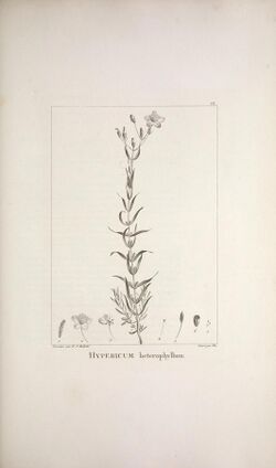 Description des plantes nouvelles et peu connues (Plate 68) (9340619637).jpg
