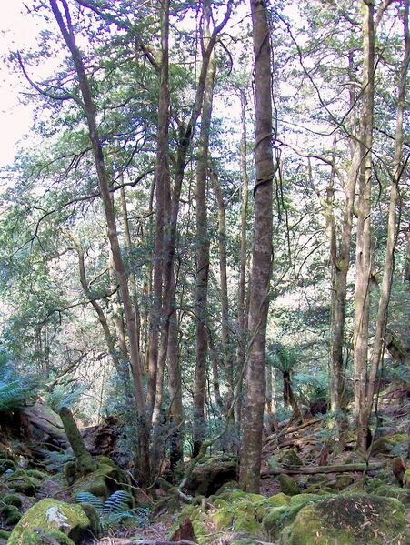 File:Elaeocarpus holopetalus 25 m tall Mount Imlay.jpg