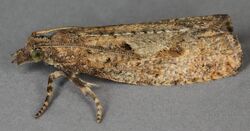 Epinotia caprana, North Wales, July 2011 2 (19060207354).jpg