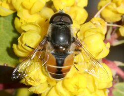 Eristalis bellardii.jpg