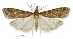 Eudonia quaestoria male.jpg