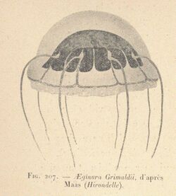 FMIB 53290 Eginura Grimaldi, d'apres Maas (Hirondelle).jpeg