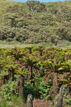 Fernbush plant communities dominated by the endemic tree-fern Blechnum palmiforme.jpg