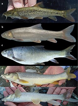 Fishes in upper Kura and Aras river drainages (10.3897-zse.96.52241) Figure 2.jpg