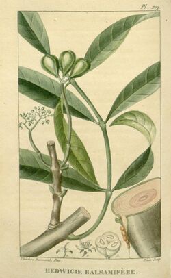 Flore médicale des Antilles, ou, Traité des plantes usuelles (Pl. 209) (8182074089).jpg