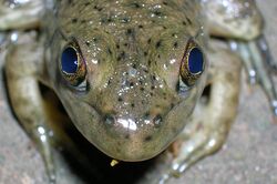Frog parietal eye.JPG