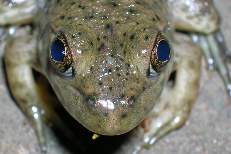 File:Frog parietal eye.JPG