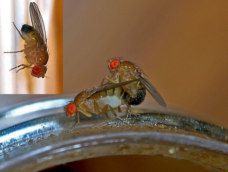 File:Fruit flies.jpg