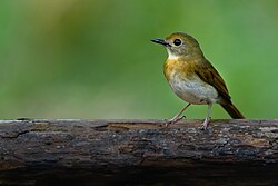 Fulvous-chested Jungle Flycatcher 0A2A5202.jpg