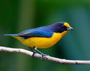 GATURAMO-VERDADEIRO (Euphonia violacea).jpg