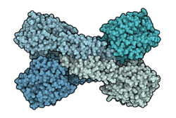 Glutamate carboxypeptidase 1CG2.png