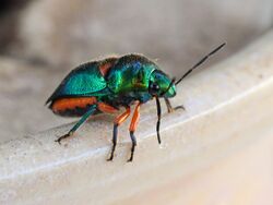 Green Jewel Bug 8832.jpg