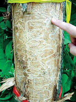 Green ash killed by Emerald Ash Borer.jpg