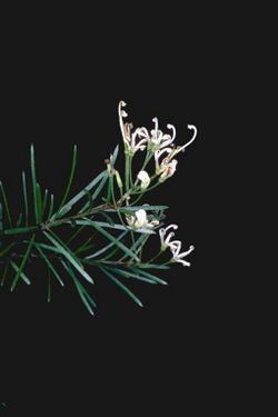 Grevillea inconspicua.jpg