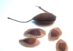 Grevillea robusta seeds 01.JPG