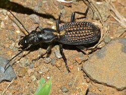 Ground Beetle (Cypholoba alveolata) (12800172753).jpg