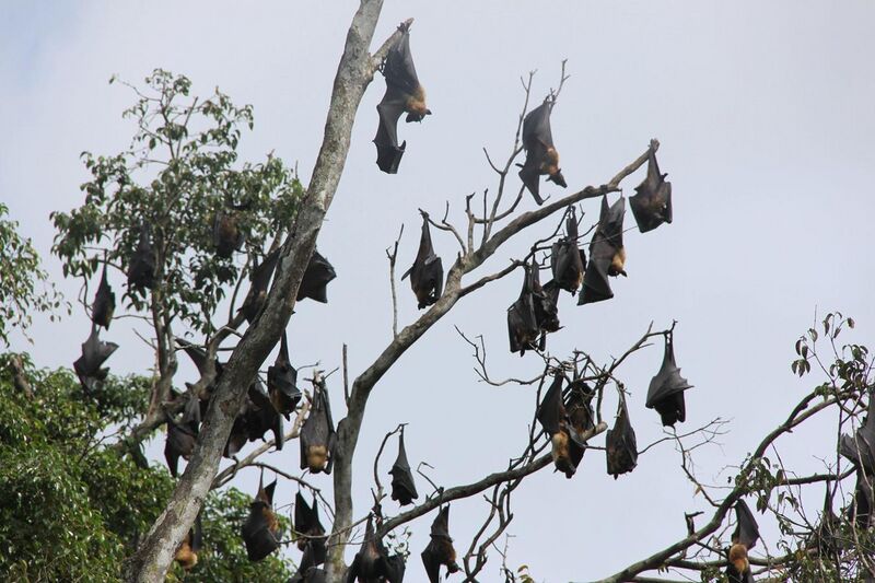 File:Group flying dogs hanging in tree Sri Lanka.JPG