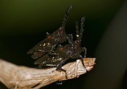 Grouse Locusts (Tripetalocera ferruginea) mating (22524858843).jpg
