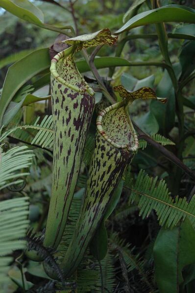 File:Gunung Murud logging road N. stenophylla 15.jpg