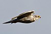 Gyr falcon - Falco rusticolus - Fálki 8.jpg