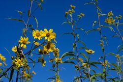 Helianthus grosseserratus 2.jpg