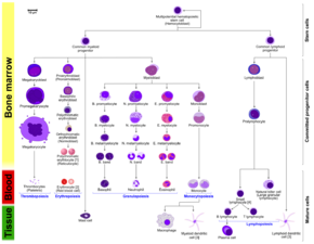 Hematopoiesis (human) diagram en.svg