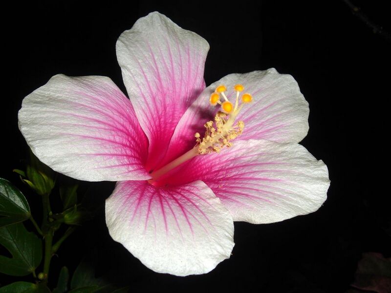 File:Hibiscus rosa-sinensis white-pink.jpg