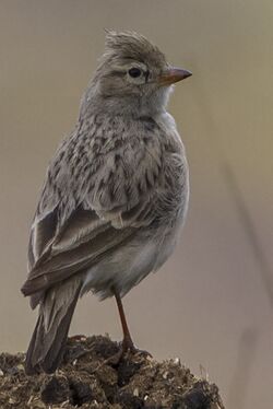 Hume's Short-toed Lark Laxman Chowk, Sikkim, India 13.05.2014.jpg