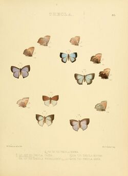 Illustrations of diurnal Lepidoptera 85.jpg