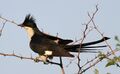 Jacobin Cuckoo, Pied Cuckoo, or Pied Crested Cuckoo (Clamator jacobinus) at Zaagkuildrift Road near Kgomo Kgomo, Limpopo, South Africa (31206565610).jpg