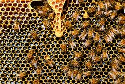 Kin selection, Honey bees.jpg
