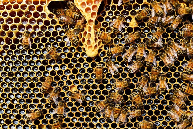 File:Kin selection, Honey bees.jpg