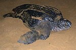 Leatherback turtle nesting at San Miguel Beach in Puerto Rico's Northeast Ecological Corridor.