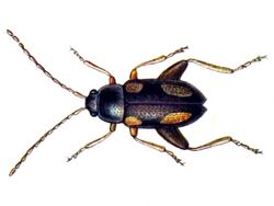 Longitarsus quadriguttatus.jpg