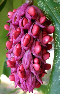 Magnolia tripetala fruit.jpg