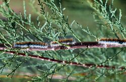 Malacosoma incurvum larva.jpg