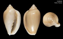 Marginella amazona (MNHN-IM-2000-687).jpeg