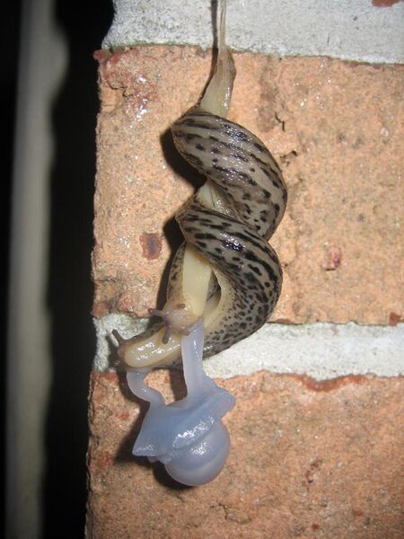 File:Mating Great Grey Slug 4111.jpg
